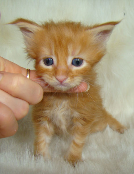     Catsvill County!   !    !       !!!    Catsvill County +7-926-544-74-09     .   ,   ,   ,    ,   ,  ,     ,   -,    ,   !